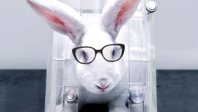 Image for article titled Warby Parker Apologizes For Years Of Testing Glasses On Animals