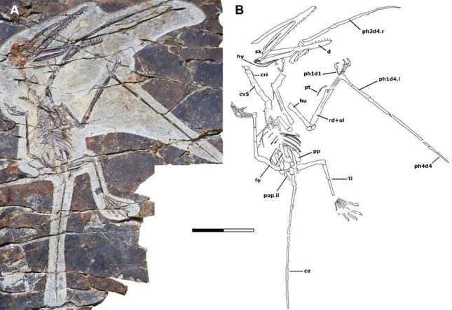Imagen para el artículo titulado El primer animal conocido con pulgar oponible es una extraña mezcla de mono y dinosaurio volador