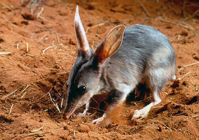 Un Bilby. Además de encantador, come escorpiones.