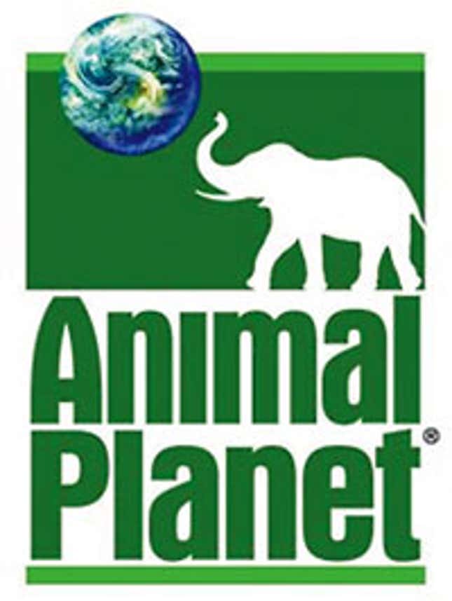 Image for article titled Animal Planet Reality Show To Put Bear, Antelope, Hawk, Cheetah In Same House