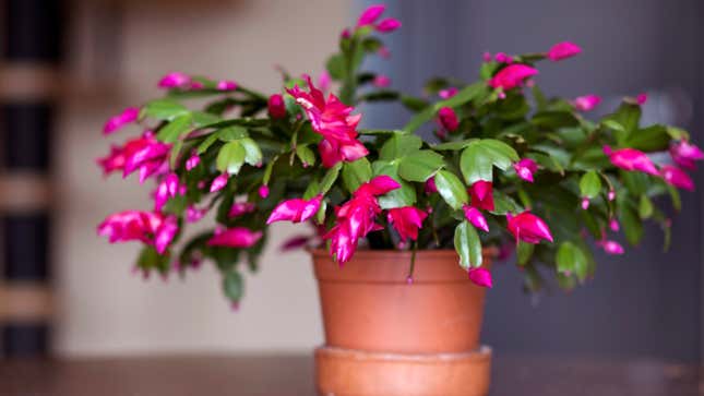 Image for article titled How to Keep a Christmas Cactus Alive Forever