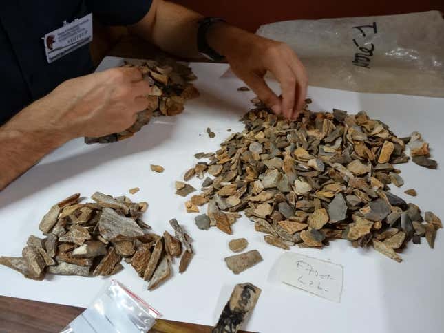 A scientist examining material from excavations done in the late 1960s and early 1970s.