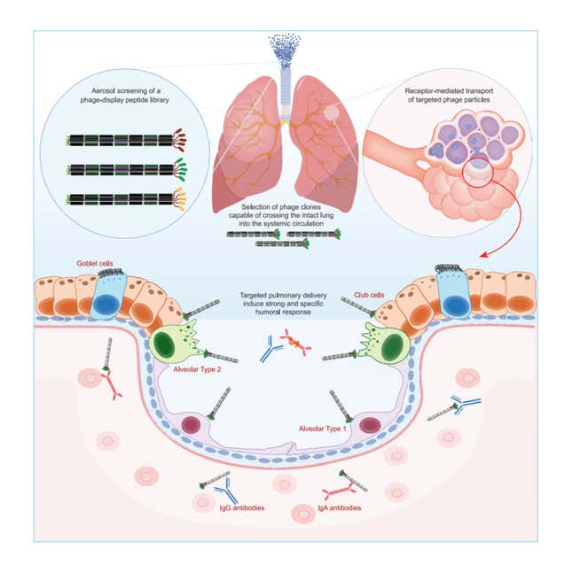 The Next Generation Of Vaccines Might Be Inhalable