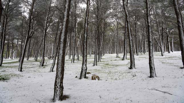 This picture taken on February 16, 2021 shows a view of a snowy forest area in the Sidi al-Hamri region of Libya’s eastern Jebel Akhdar (Green Mountain) upland region.