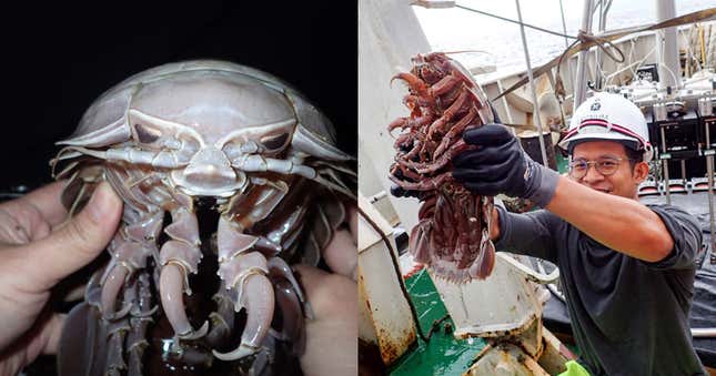 Imagen para el artículo titulado Investigadores encuentran en las profundidades del océano una gigantesca “cucaracha marina”