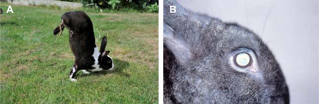 These Mutant Rabbits Walk on Two Legs, and Geneticists Now Know Why