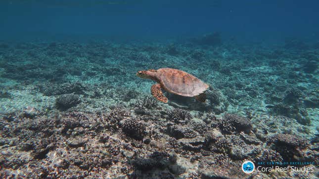 A turtle swims over an Indian Ocean reef decimated by bleaching in 2016. Photo Courtesy ARC CoE for Coral Reef Studies/Kristen Brown