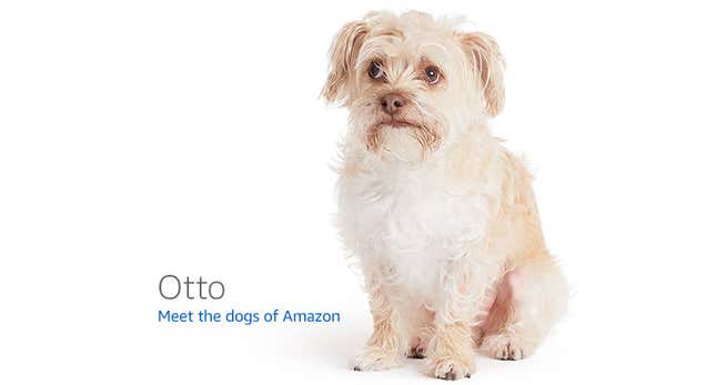 Image for article titled Amazon's Error Dogs, Ranked