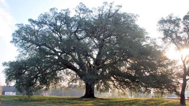Imagen para el artículo titulado El alcornoque más productivo del mundo: una cosecha da 100.000 corchos