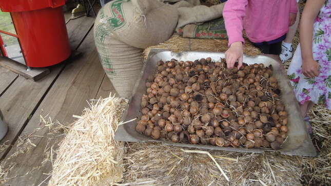 Nueces de Macadamia, con su cáscara, en un mercado.