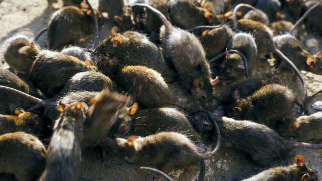 Image for article titled Restaurants might be closed, but at least we have cannibal rats