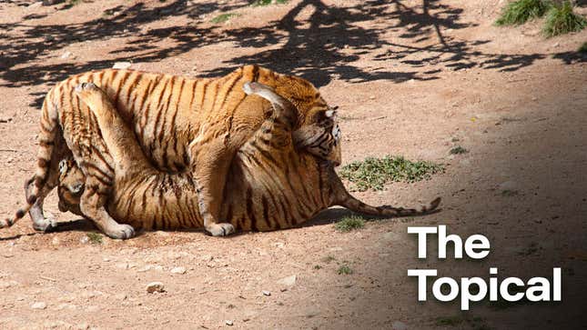 Image for article titled Zoologists Thrilled After Successfully Getting Pair Of Bengal Tigers To 69 In Captivity