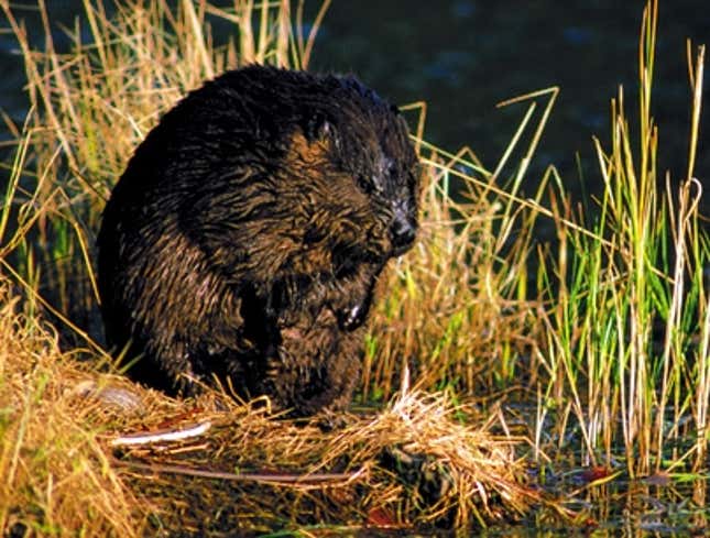 Image for article titled Beaver Can&#39;t Wait To Get Started On Dam