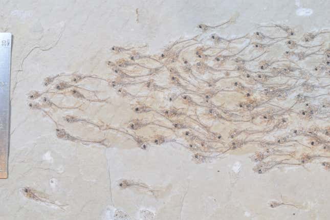 A close-up view of the fossil.
