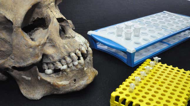 A skull analyzed in the new study, along with tubes for genetic and isotope testing. 