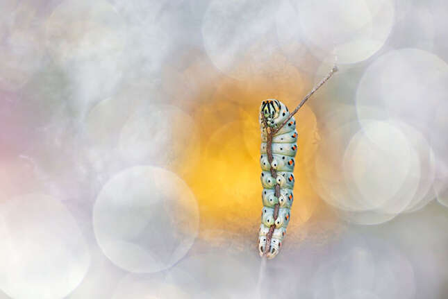 “Glamourpillar”. Aparentemente se trata del gusano de una mariposa cola de golondrina. Fue finalista y fue tomada en Italia.
Foto: Henrik Spranz 