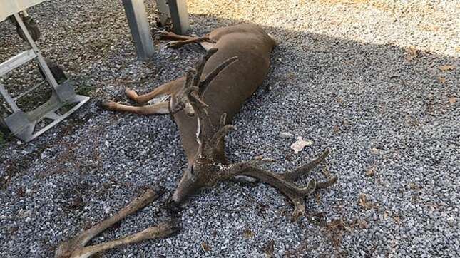 Imagen para el artículo titulado Enormes enjambres de mosquitos matan a cientos de vacas, ciervos y caballos en Luisiana