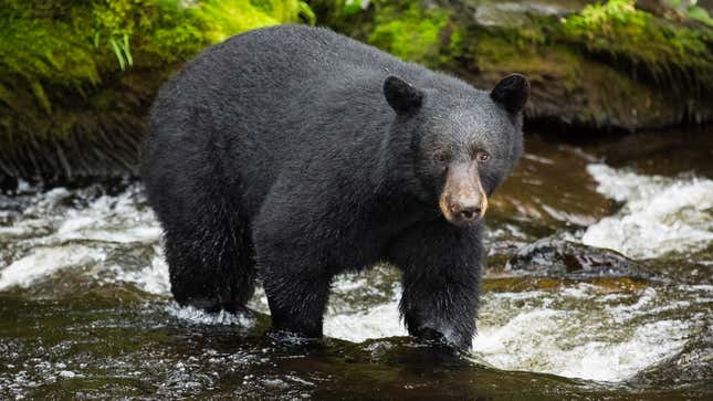 Image for article titled Yosemite Closed Indefinitely After Bear Spotted In Park
