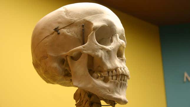 Image for article titled Your Bones Secrete a Hormone That Can Make You Panic, Scientists Find