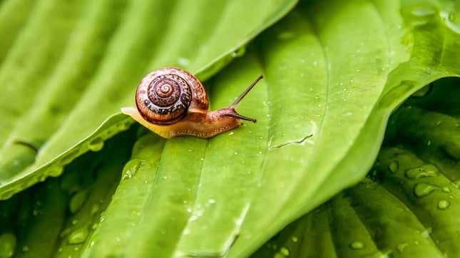 Image for article titled This invasive snail could be the hero coffee growers need