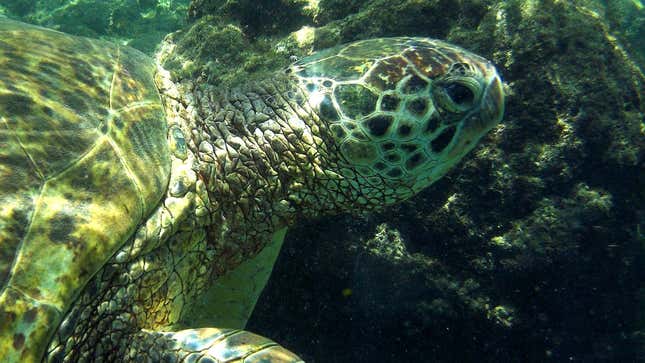 Image for article titled 10 Morally Reprehensible Turtles Who Deserved To Get Their Heads Stuck In Plastic Rings