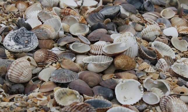 Encuentran medio millón de mejillones cocinados vivos en una playa de Nueva Zelanda