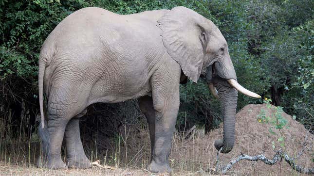 Image for article titled Elephant Can’t Believe Poachers So Obsessed With Its Tusks When It Has Such A Nice Ass