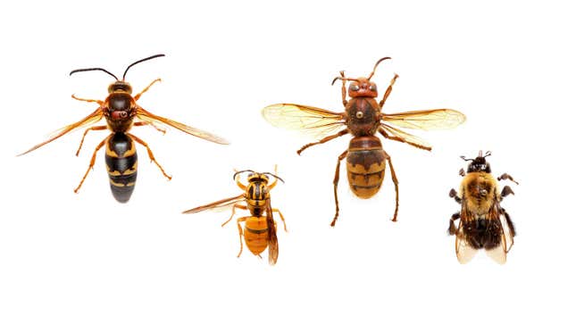 Image for article titled These Insects Are Not &#39;Murder Hornets&#39; So Please Stop Killing Them