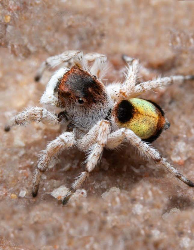 Descubren En Australia Nuevas Especies De Espectaculares Arañas