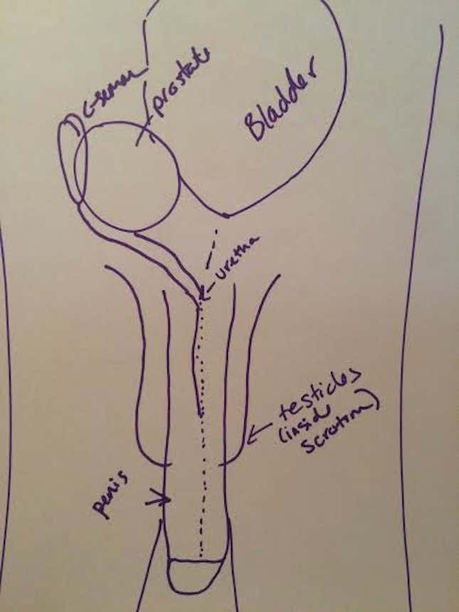 Image for article titled Can You Draw an Anatomically Correct Penis? An Experiment