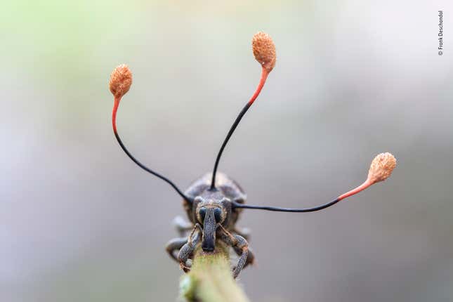 © Frank Deschandol - Wildlife Photographer of the Year