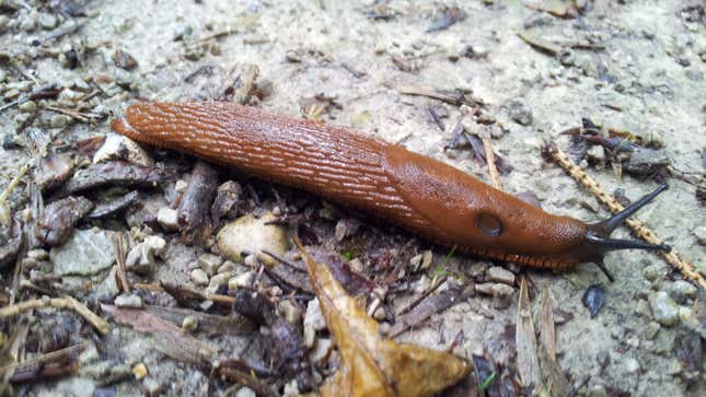 Tourist Infected by Brain-Invading Parasite After Eating Slug on a Dare ...