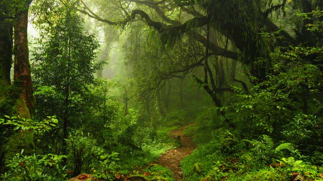 a lush forest