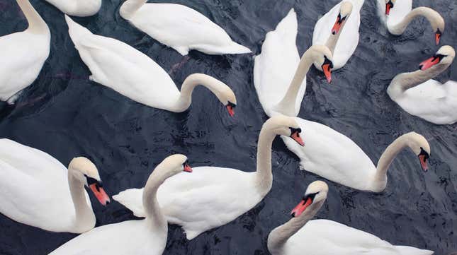 Image for article titled Why don&#39;t we eat swans?