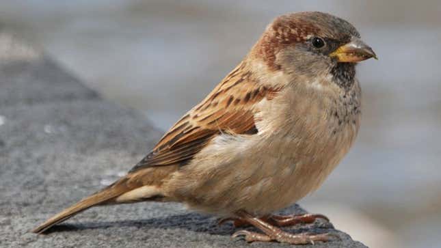 Image for article titled Sparrow Thinks It Might Have Caught Bird Flu After Puking Seeds All Morning