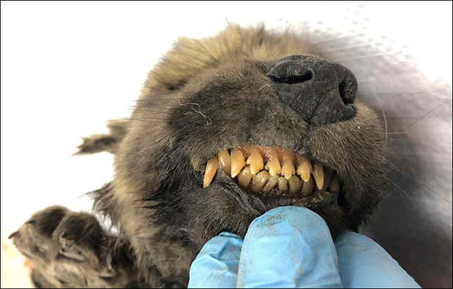 Imagen para el artículo titulado Encuentran en Siberia un cachorro canino perfectamente conservado que vivió hace 18.000 años