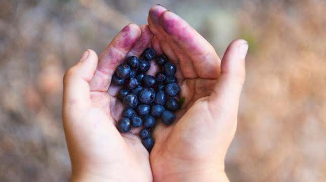 Image for article titled The forecasters have spoken: 2020 is the year of the blueberry