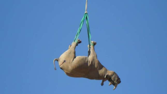 Imagen para el artículo titulado Por qué los rinocerontes se transportan mejor en helicóptero boca abajo