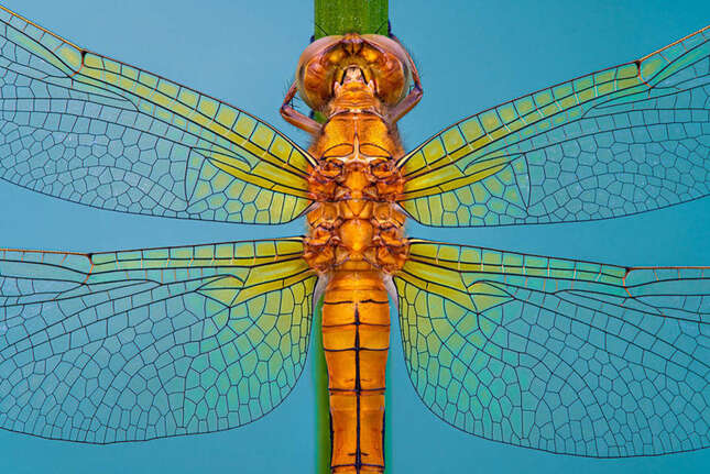 “Vitrail” quedó tercero con esta instantánea de una libélula.
Foto: Petar Sabol