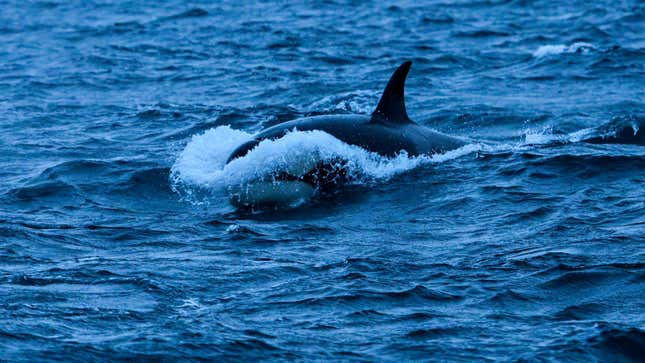 Orcas are ramming into boats along the Spanish and Portuguese coasts, and no one knows why.