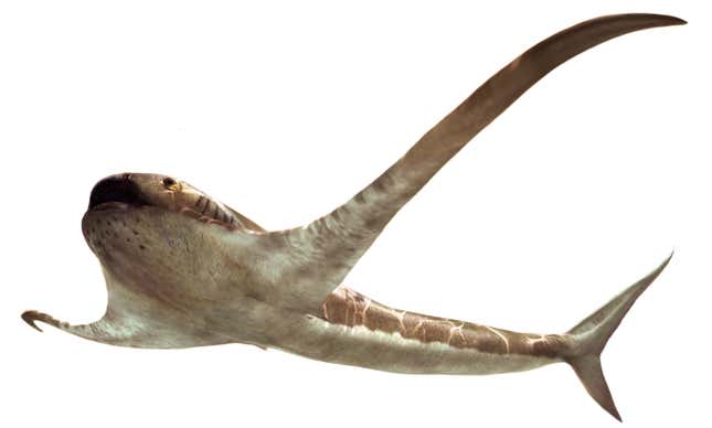 The exceptionally weird Late Cretaceous shark Aquilolamna milarcae.
