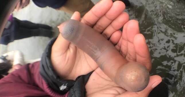 2019 no podía acabar mejor: cientos de peces con forma de pene aparecen varados en una playa de California