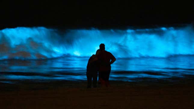 Beachgoers at Dockweiler State Beach, California, admiring the bioluminescent phytoplankton on April 29, 2020.