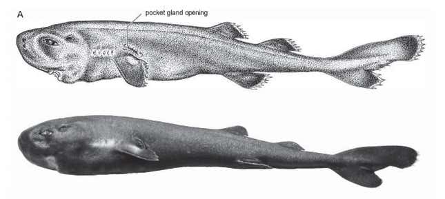 Imagen para el artículo titulado Identifican una nueva especie de tiburón diminuto capaz de brillar en la oscuridad
