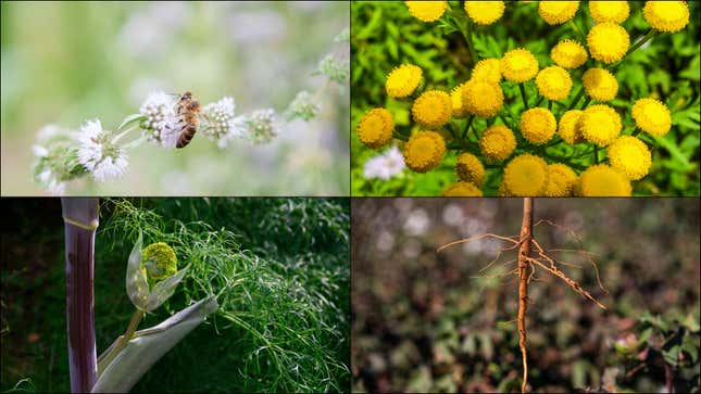 Clockwise from top left: pennyroyal, tansy, cotton root, ferula