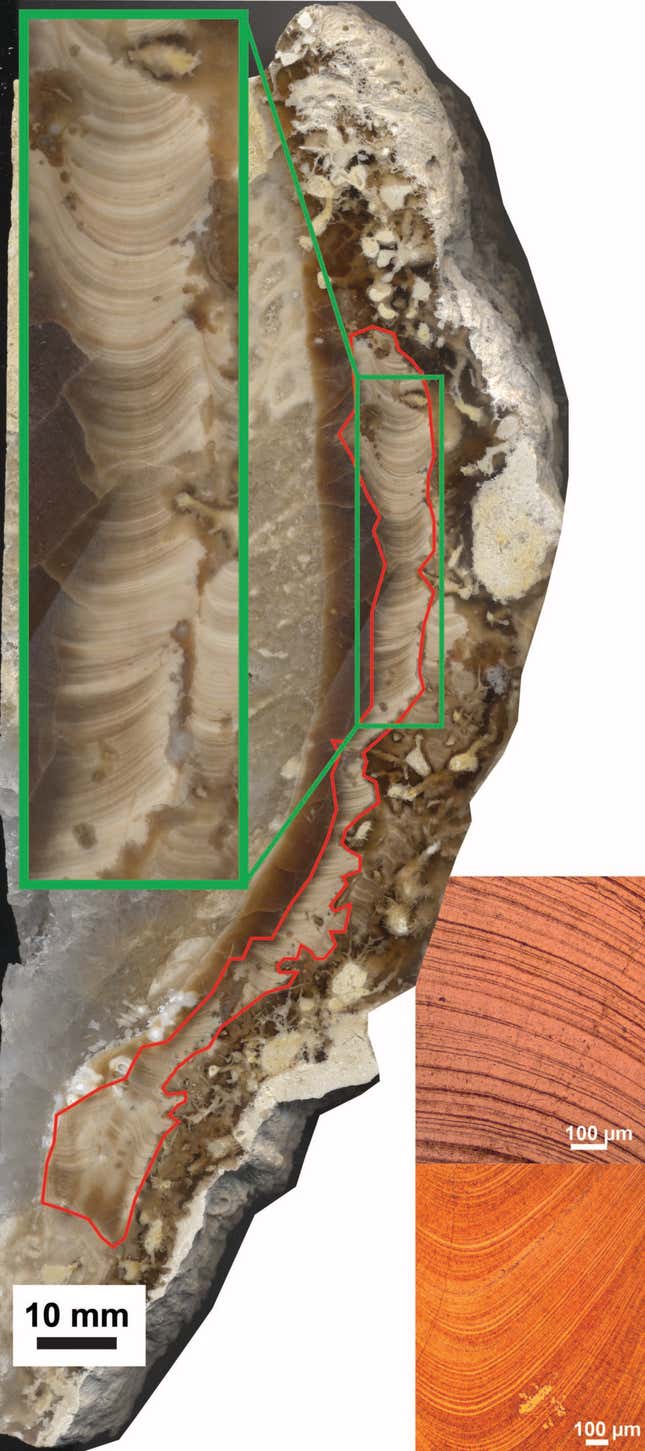 Daily and seasonal layers can be seen in a cross section of the specimen. The reddish-colored area at bottom right shows well-preserved parts of the shell.