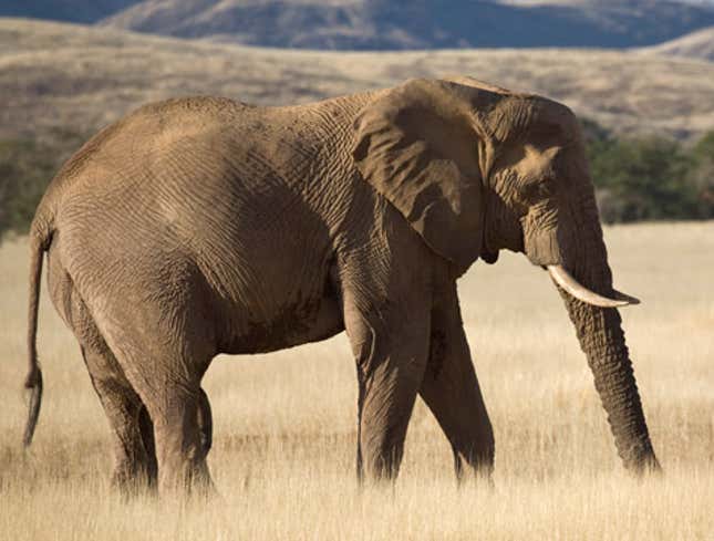 Image for article titled Sudanese Elephant Trying To Forget
