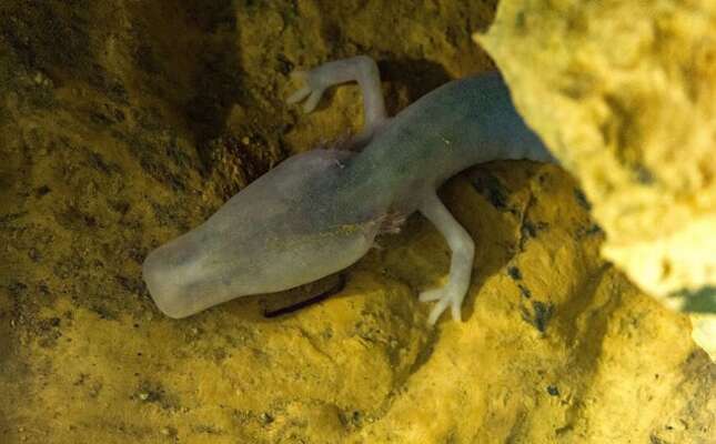 Los biólogos están fascinados con una salamandra que lleva más de 2.500 días sin moverse de su posición