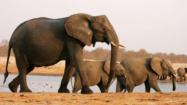 A herd of elephants roams the grounds at Hwange National Park, the largest natural reserve in Zimbabwe.