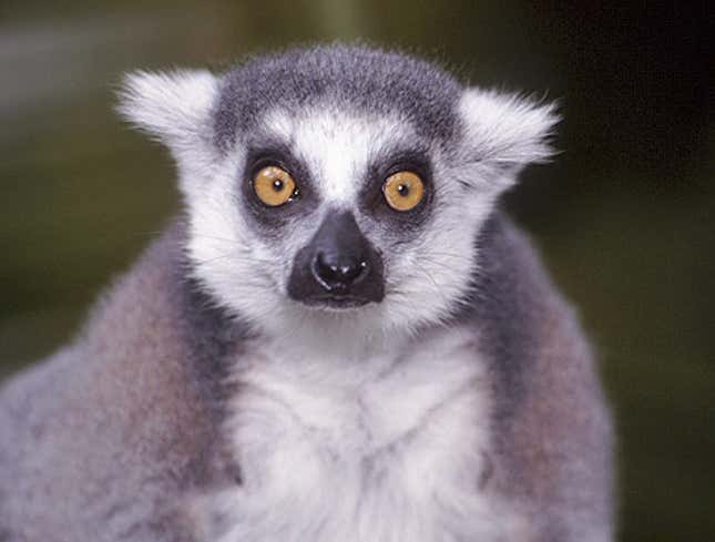Image for article titled Picture Of Lemur Printed For No Goddamned Reason